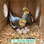 Murano - Serragem Prensada - 800g - imagem 3