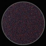 Colza - 5 kg - imagem 2