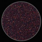 Quinoa Preta - 200g - imagem 2