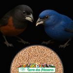 Arroz Cateto - 10 kg - imagem 3