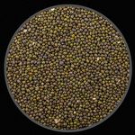 Semente de Feijão Moyashi - 5kg - imagem 2